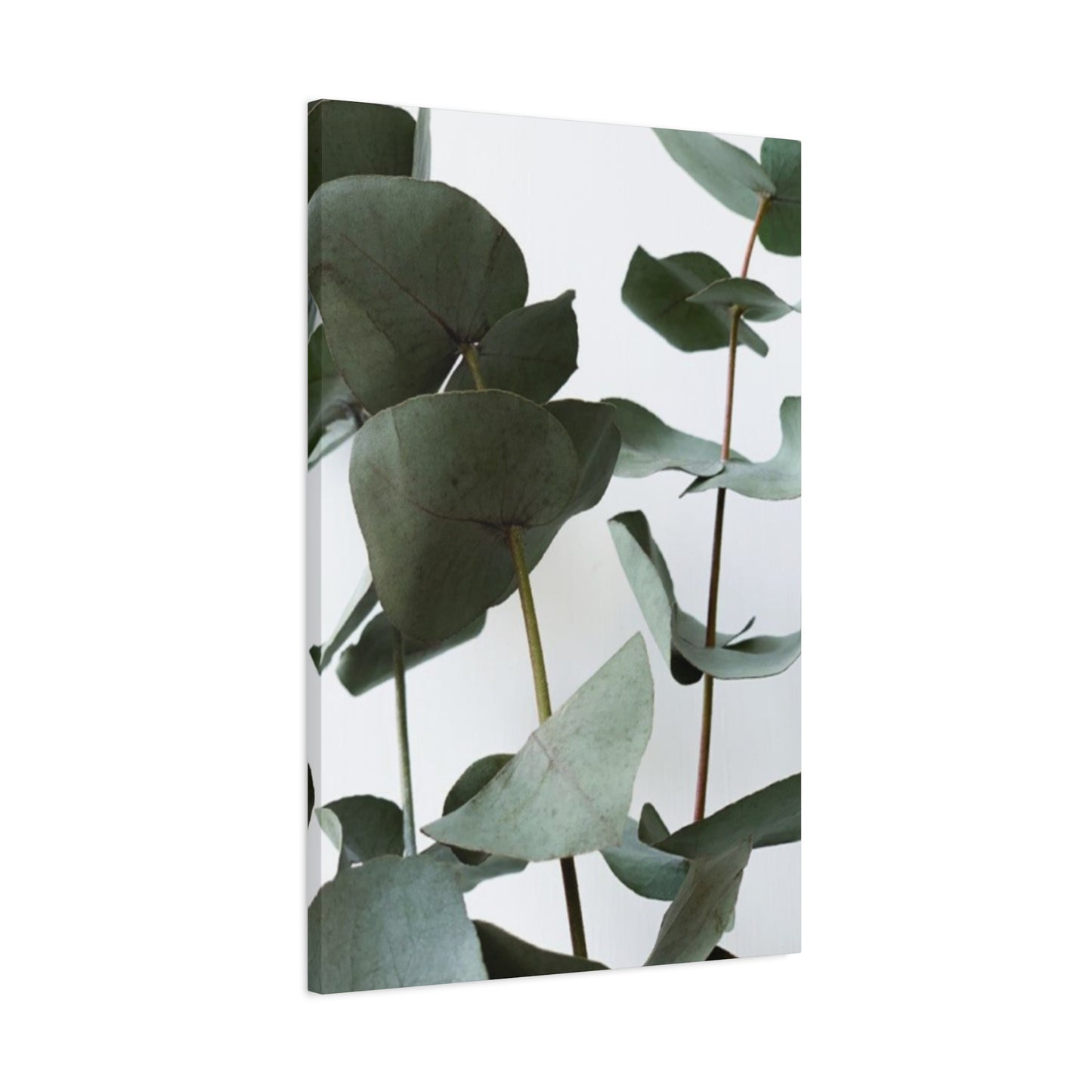 Eucalyptus Stem Wall Art & Canvas Prints