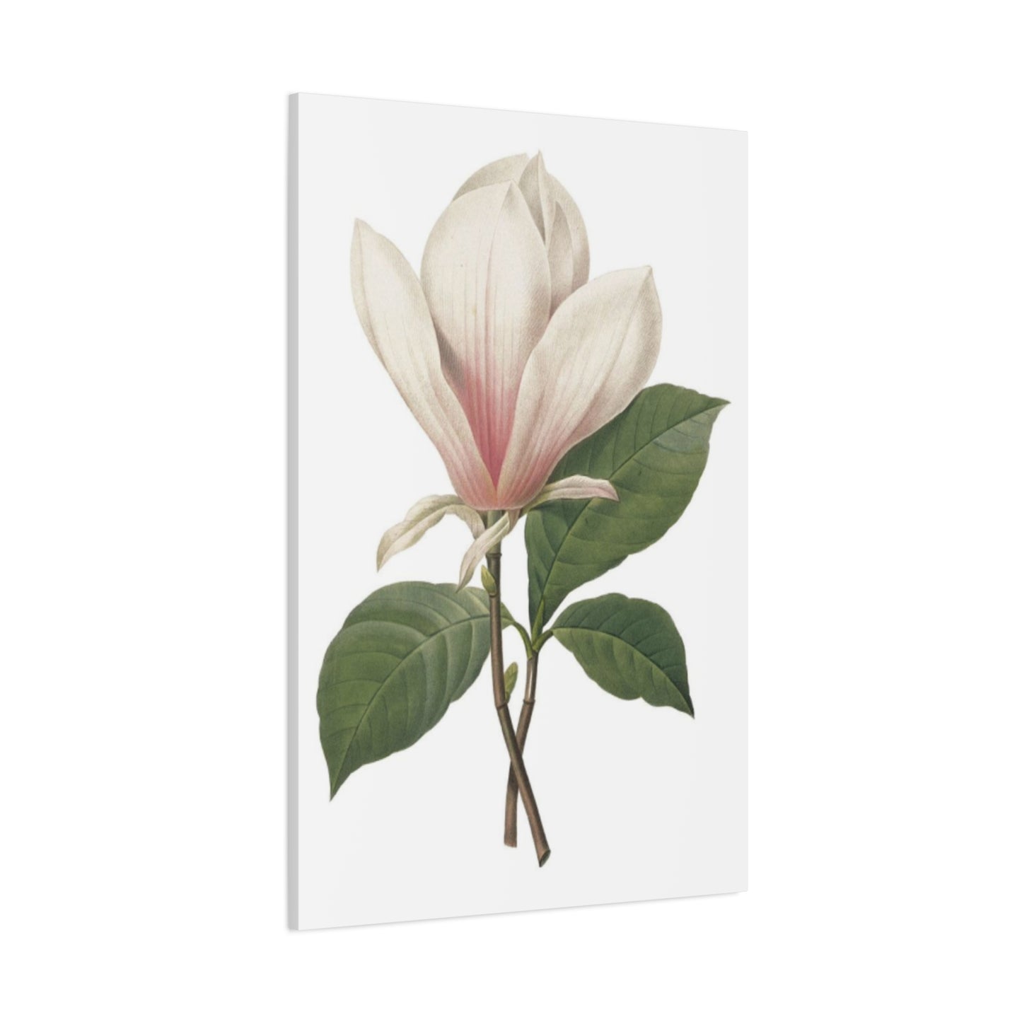 Beautiful Pink Magnolia Flower Photo Wall Art & Canvas Prints