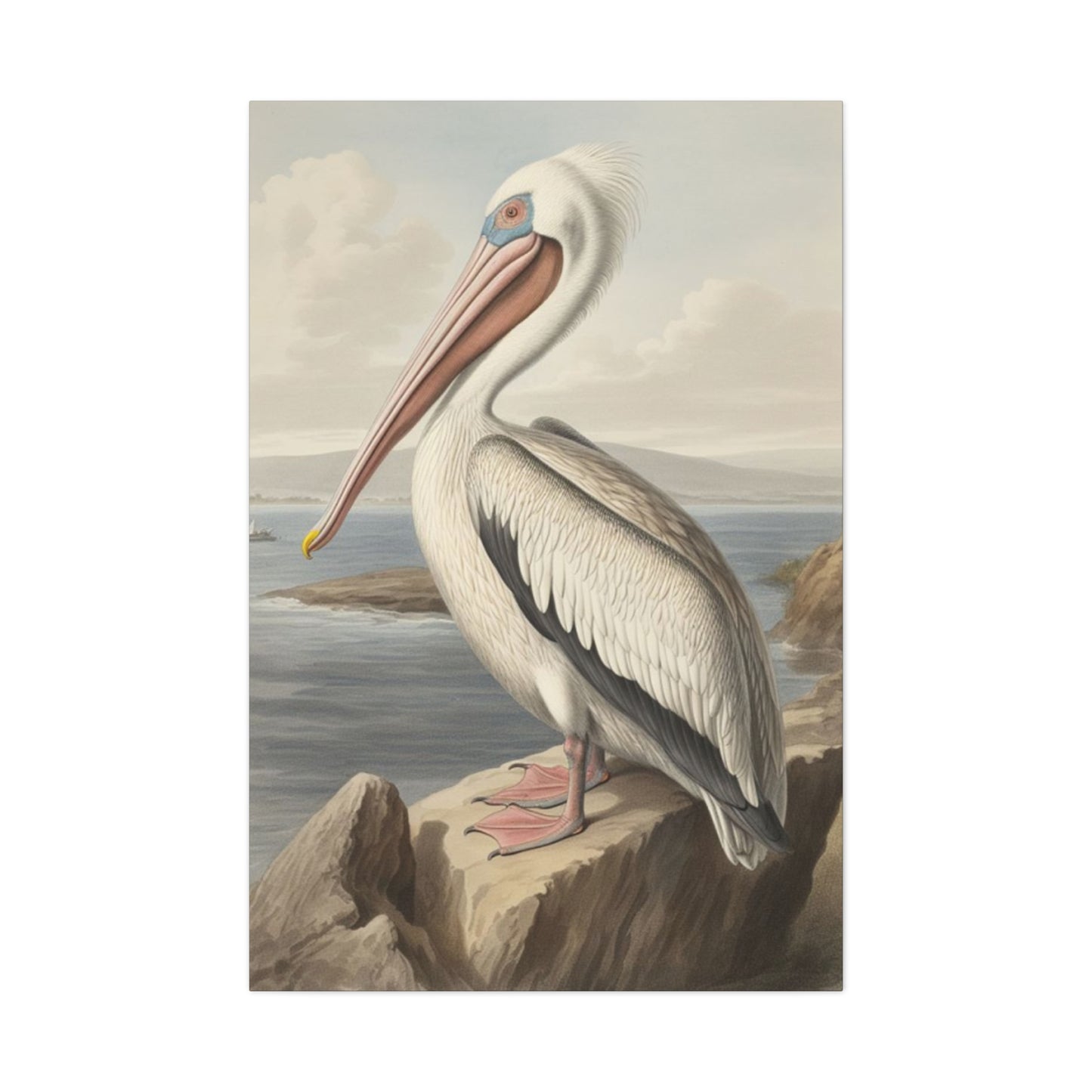 Long Beak Pelican Sitting On Cliff Wall Art & Canvas Prints