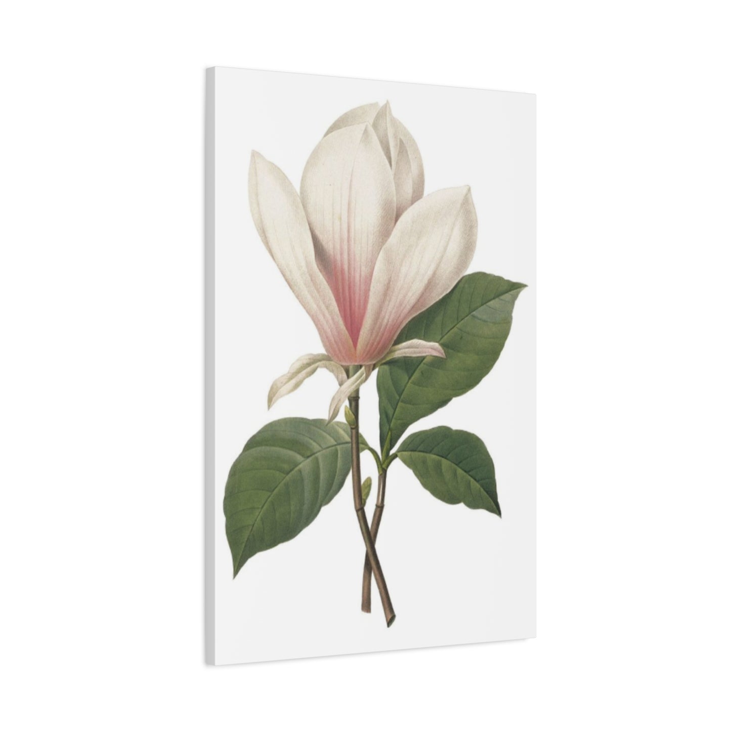 Beautiful Pink Magnolia Flower Photo Wall Art & Canvas Prints