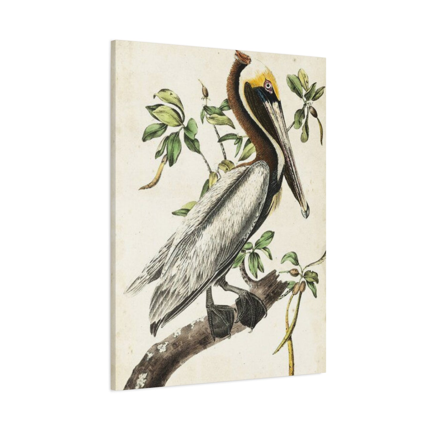 Pelican On A Branch Painting Wall Art & Canvas Prints