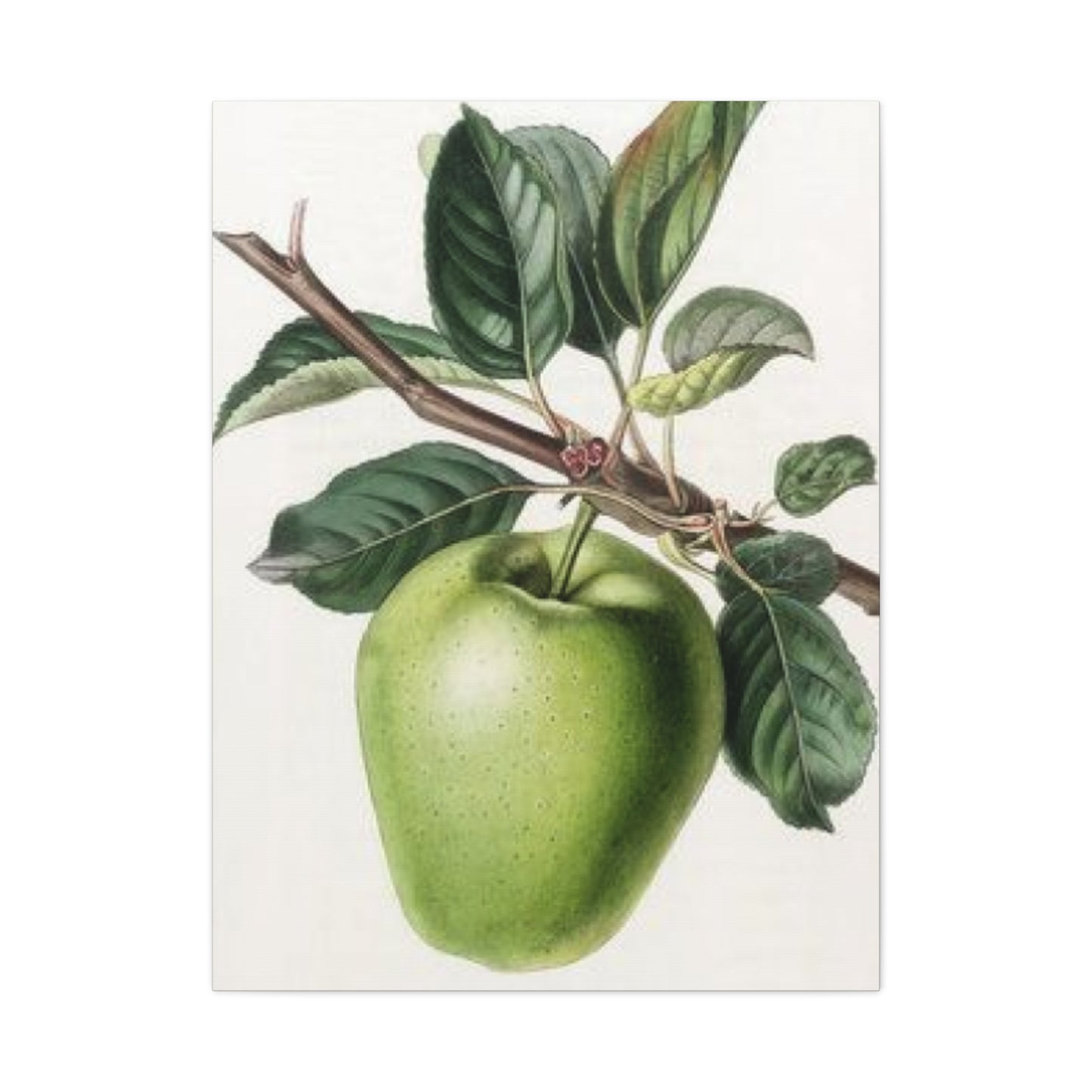 Pear Wall Art & Canvas Prints