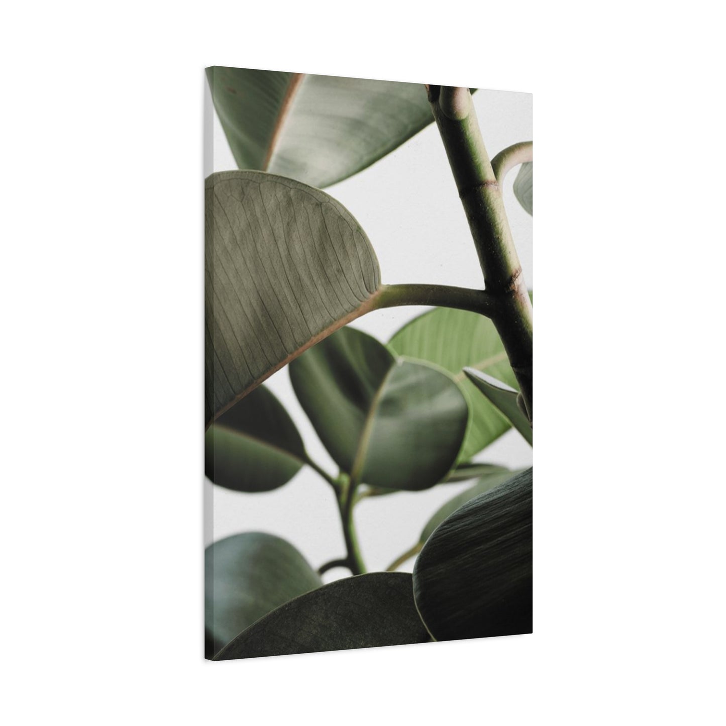 Olive Green Plant Photo Wall Art & Canvas Prints