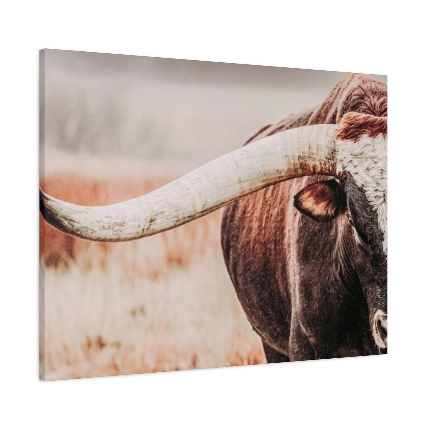 Old Hairy Bull Long Horns Wall Art & Canvas Prints