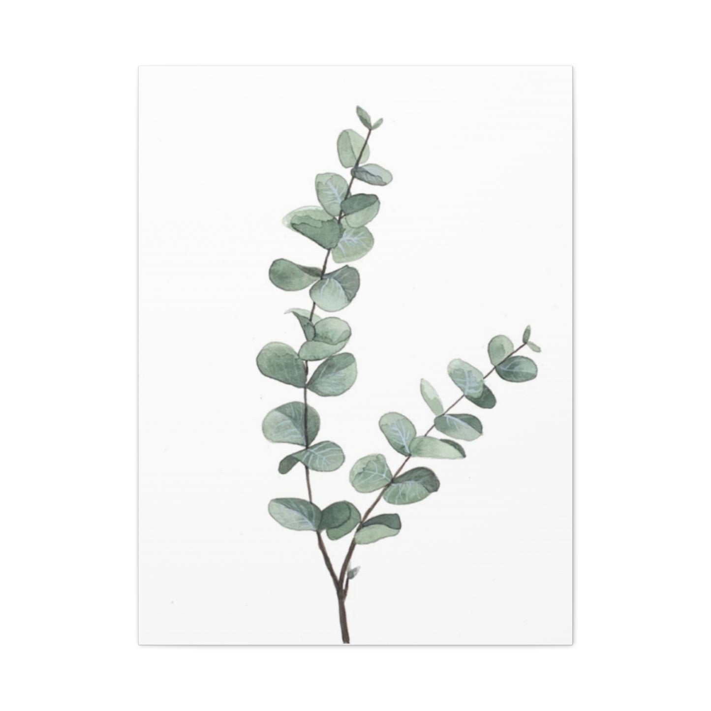 Eucalyptus Stem Wall Art & Canvas Prints