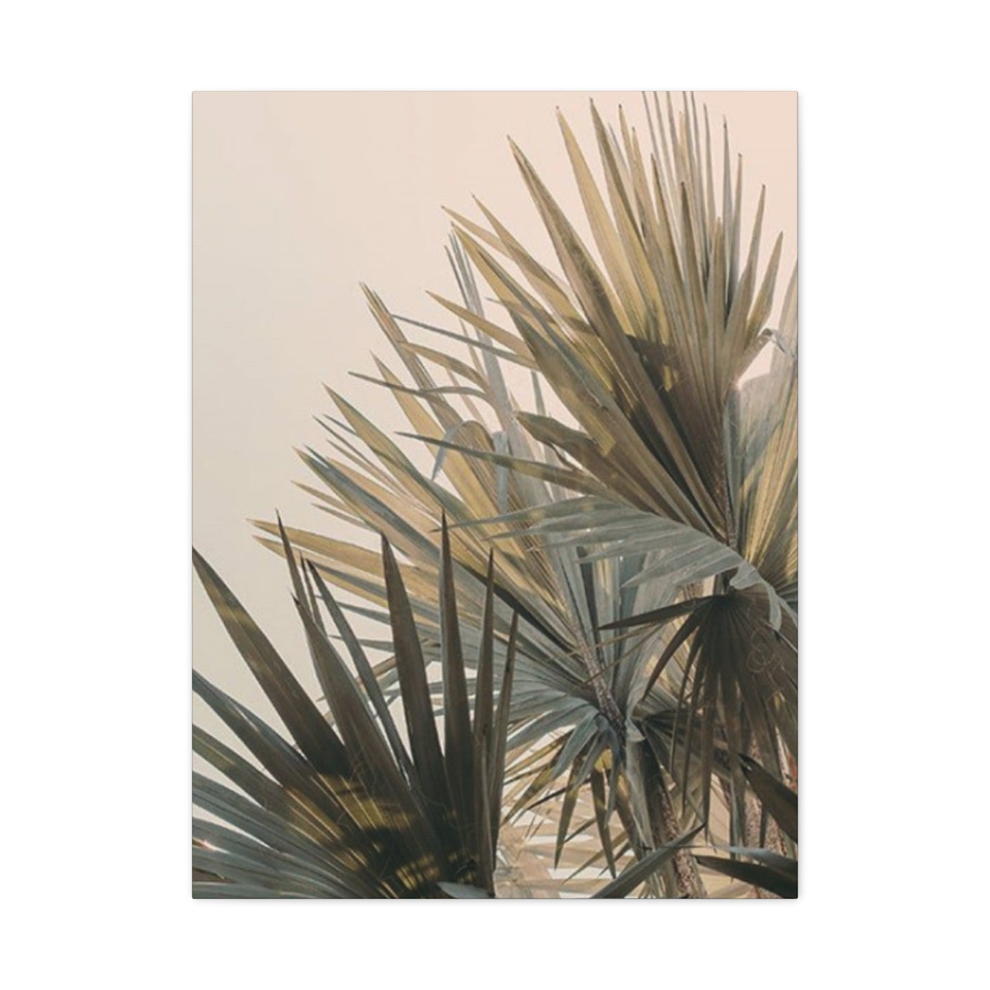 Palm Tree Leaves Close Up Wall Art & Canvas Prints