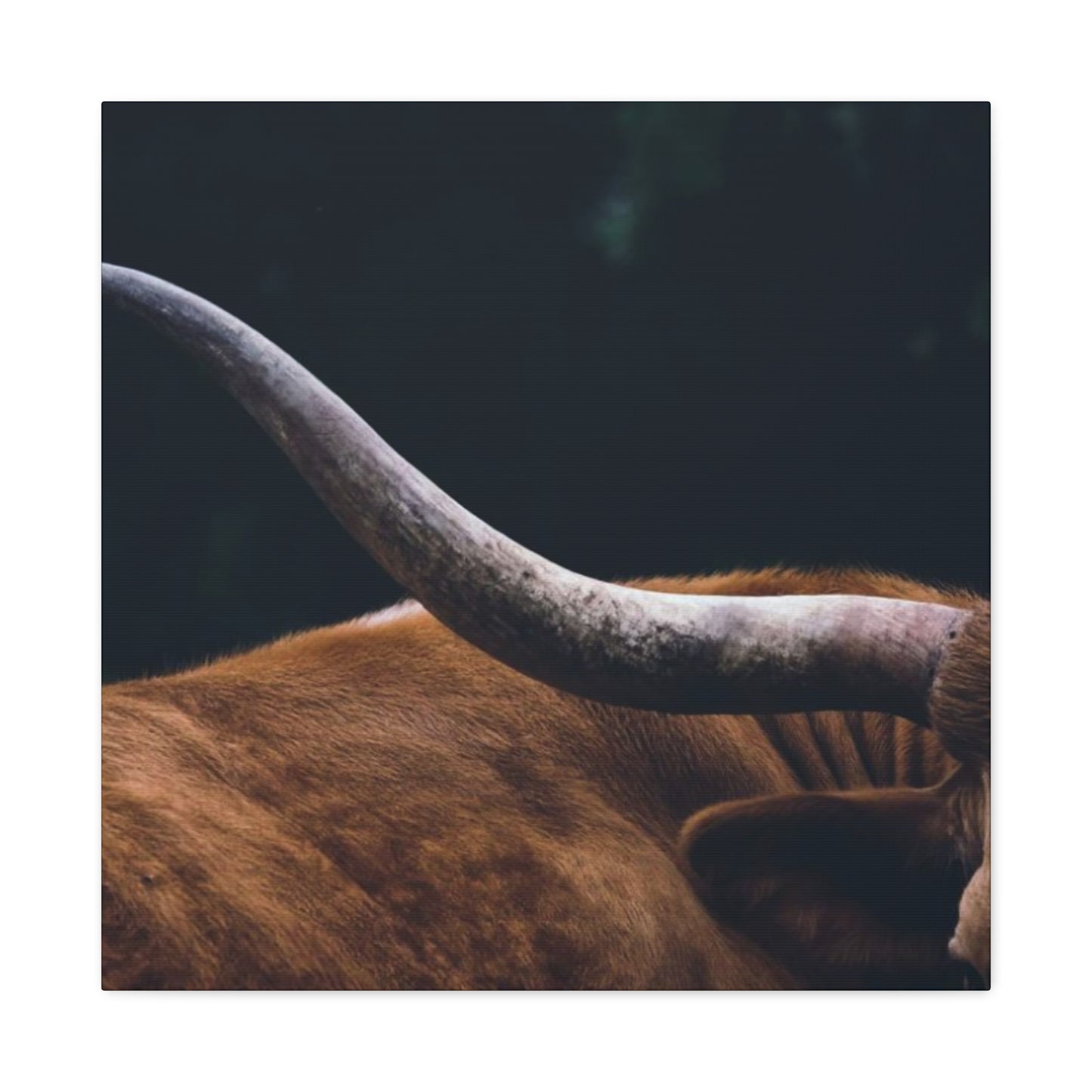 Long Horn Photography Wall Art & Canvas Prints