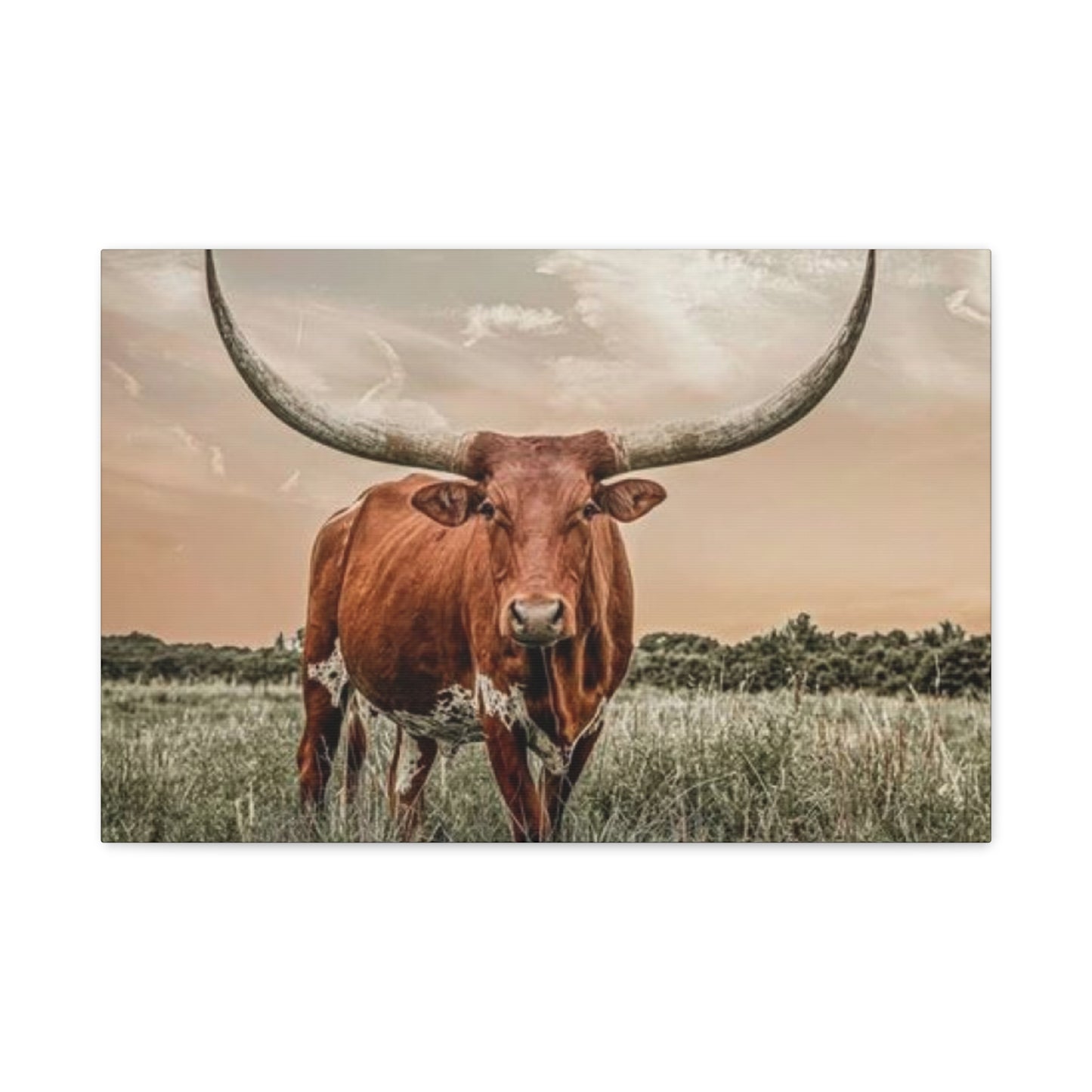 Hairy Buffalo U Shaped Long Horns Wall Art & Canvas Prints