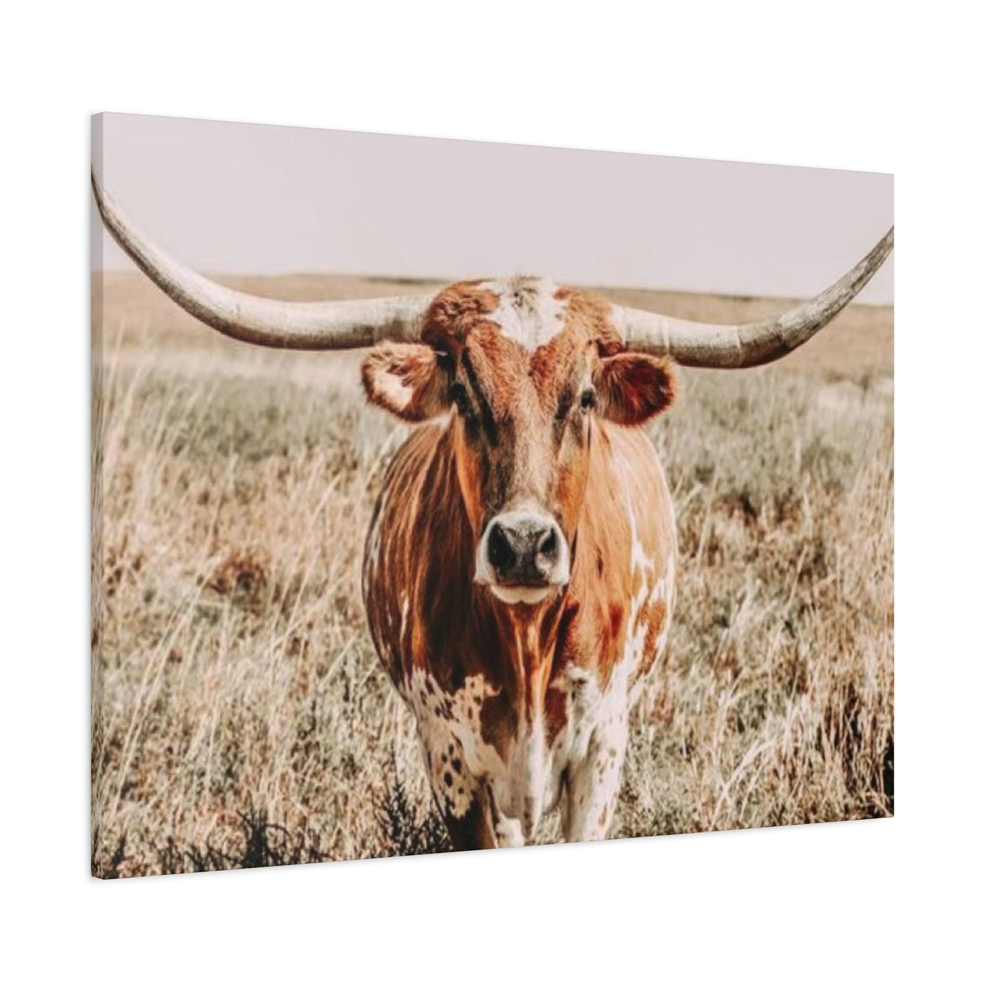 Buffalo Long Horn Wall Art & Canvas Prints