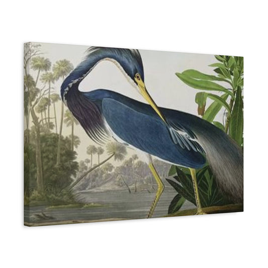 Long Feather Pelican Wall Art & Canvas Prints