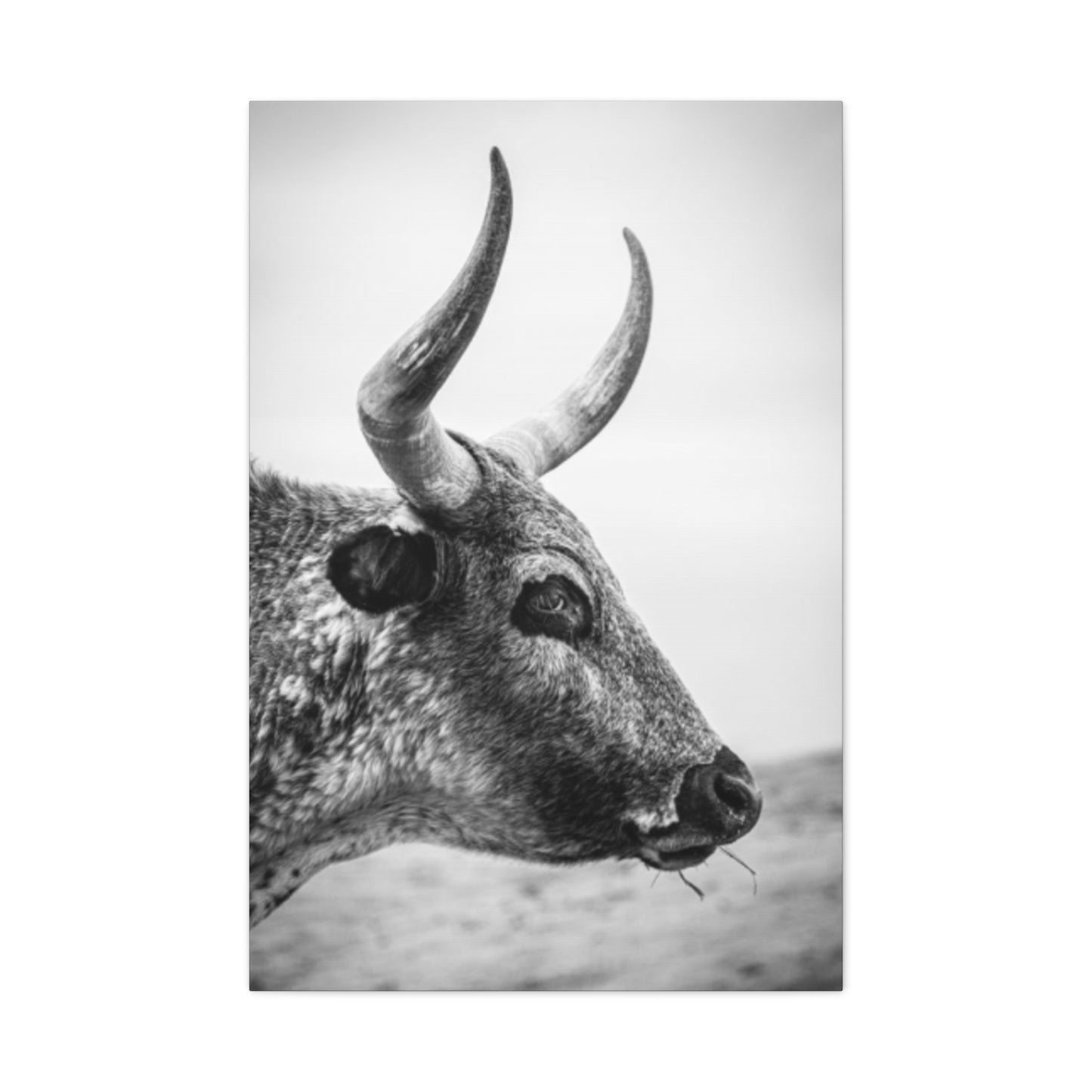 Wild Bull Curvy Longhorn Wall Art & Canvas Prints