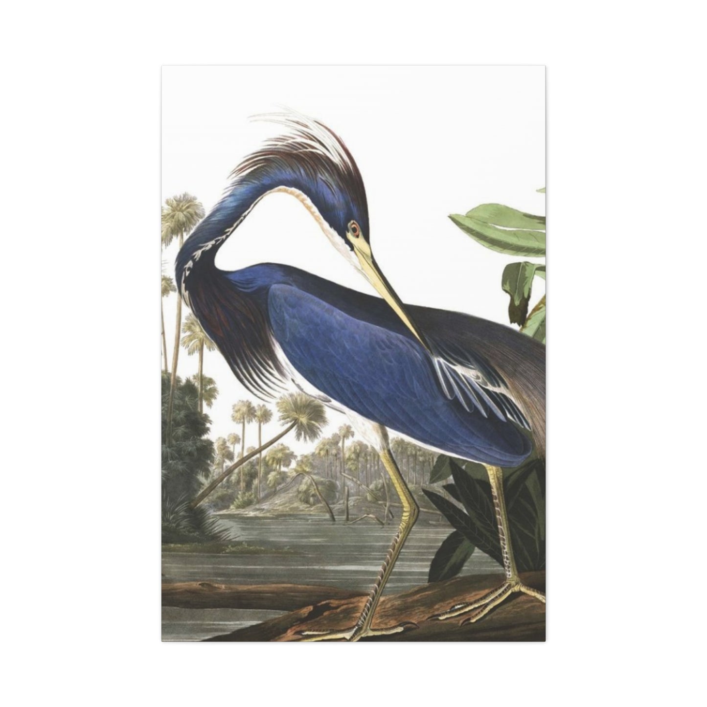 Beautiful Herons Wall Art & Canvas Prints