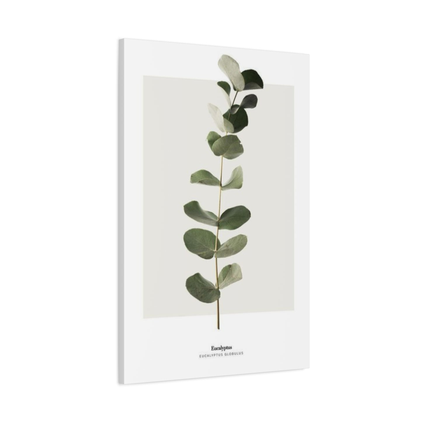 Eucalyptus Wall Art & Canvas Prints