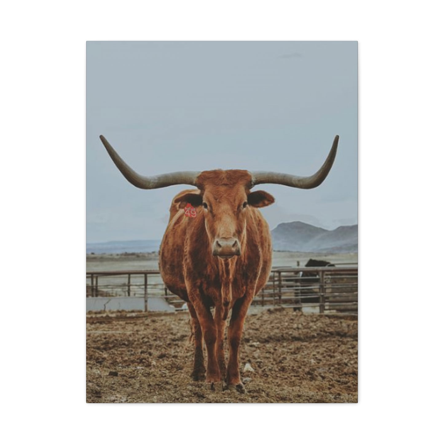 Wild Buffalo Curvy Longhorn Wall Art & Canvas Prints