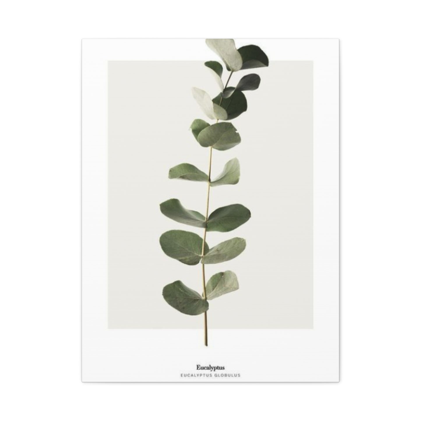 Eucalyptus Wall Art & Canvas Prints