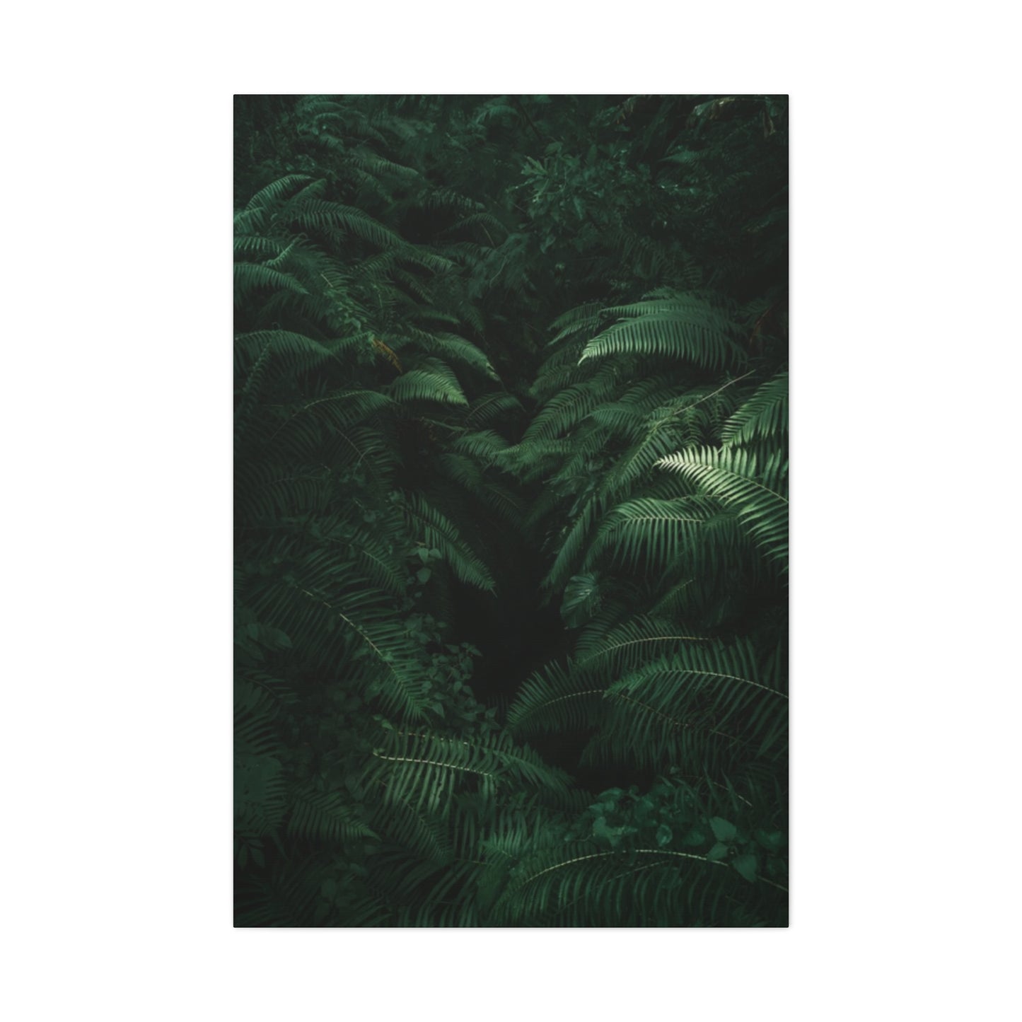 Tropical Forest Wall Art & Canvas Prints