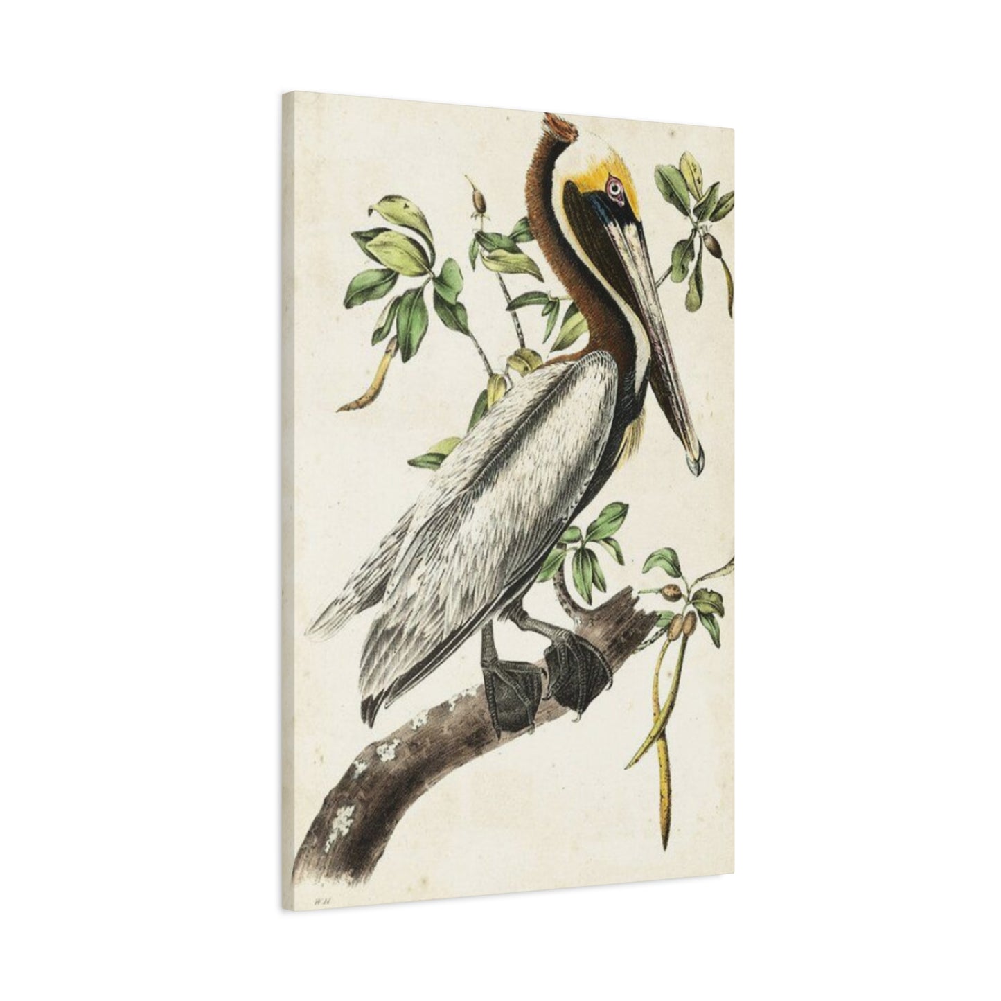 Pelican On A Branch Painting Wall Art & Canvas Prints