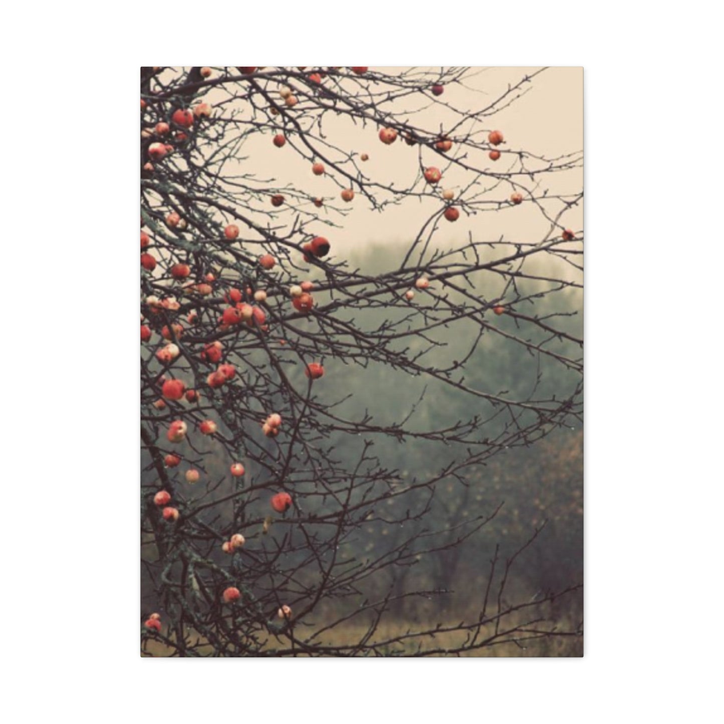 Fruit Tree Fine Wall Art & Canvas Prints