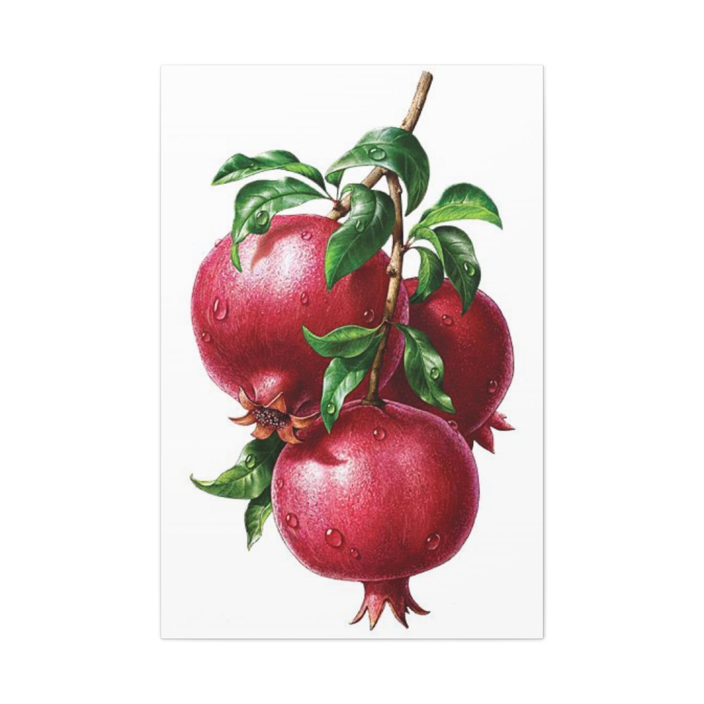 Pomegranate Wall Art & Canvas Prints