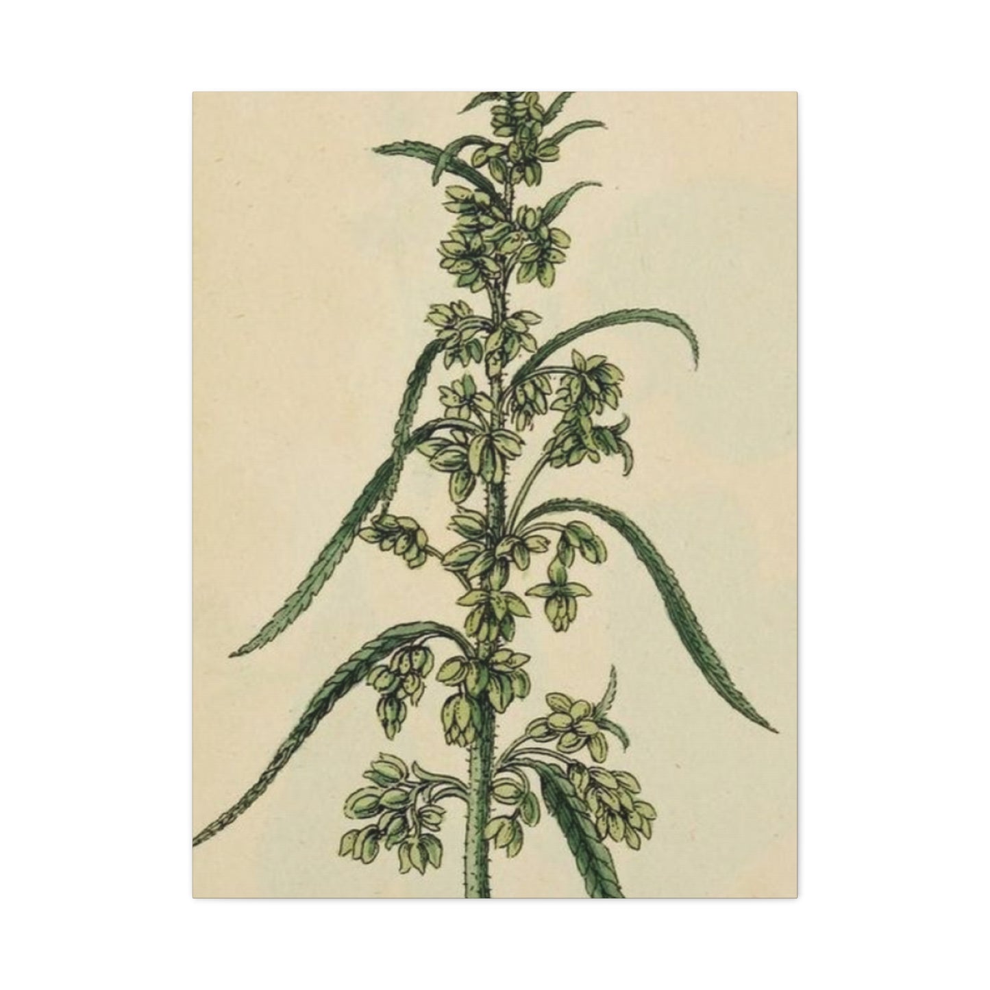 Plant Of Marijuana Wall Art & Canvas Prints