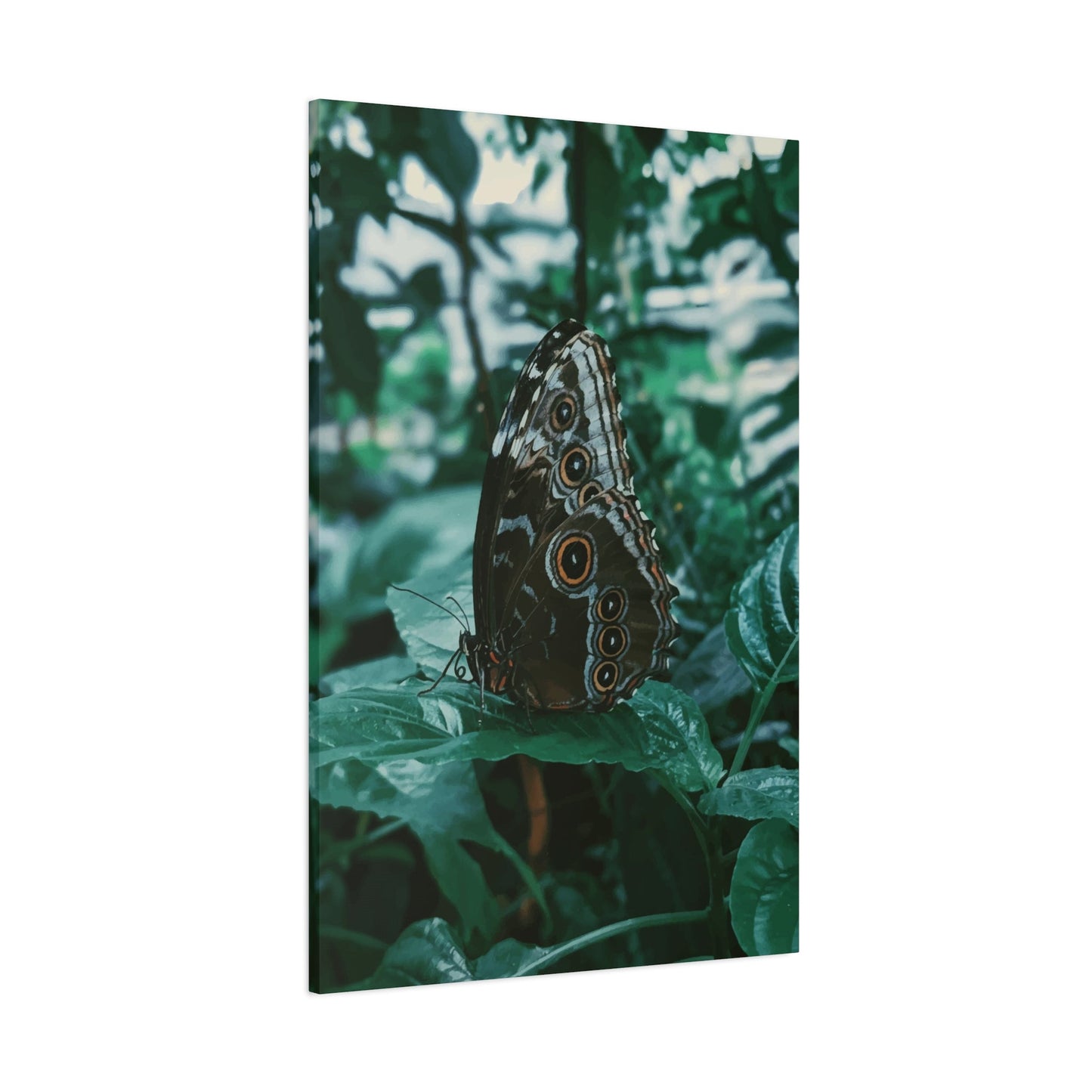 Butterfly Wall Art & Canvas Prints