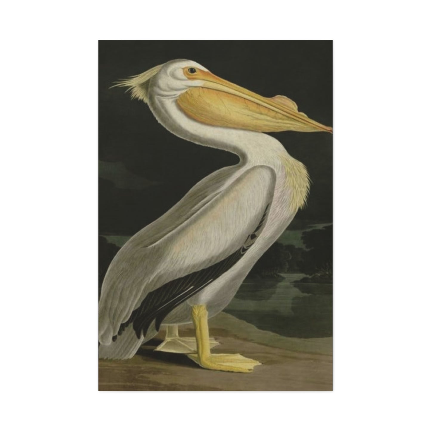 Fat Beak Pelican Poster Wall Art & Canvas Prints