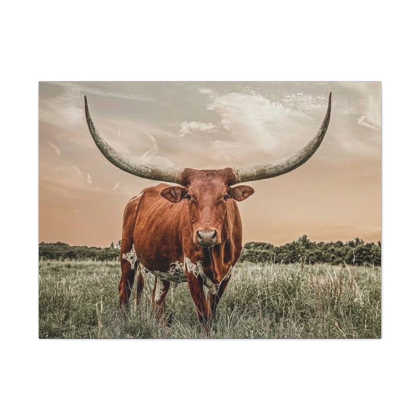 Hairy Buffalo U Shaped Long Horns Wall Art & Canvas Prints