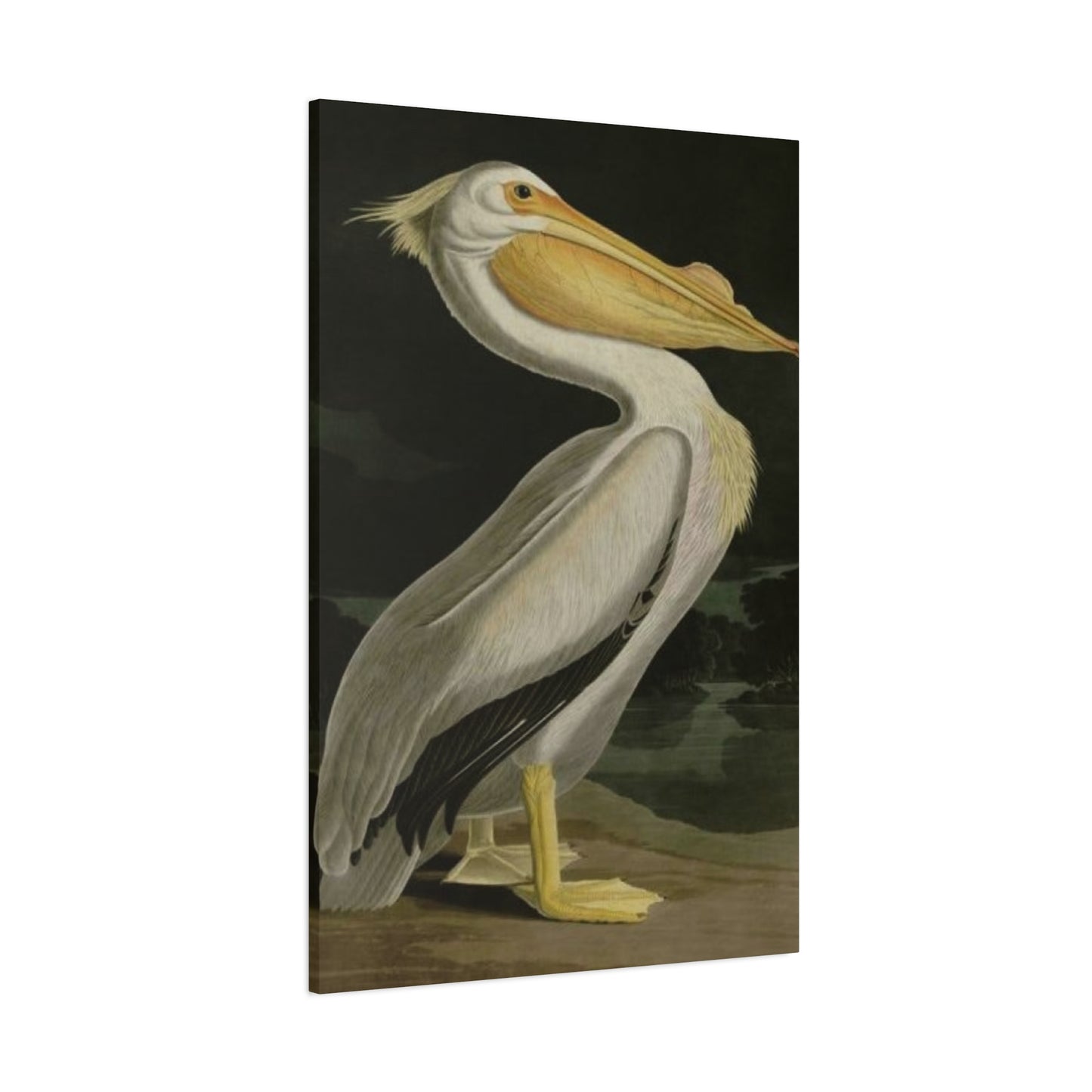 Fat Beak Pelican Poster Wall Art & Canvas Prints