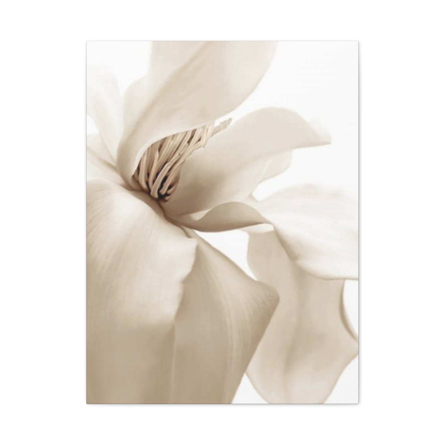 Magnolia Flower Close Up Painting Wall Art & Canvas Prints