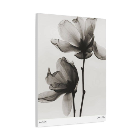 Beautiful Magnolia Flower X Ray Photo Wall Art & Canvas Prints