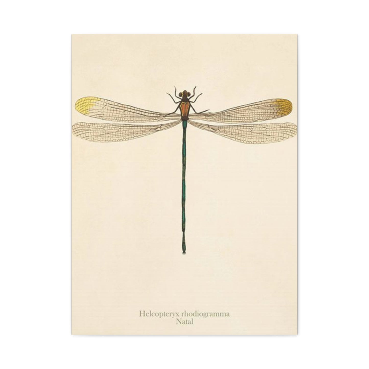 Long Tail Dragonfly Wall Art & Canvas Prints