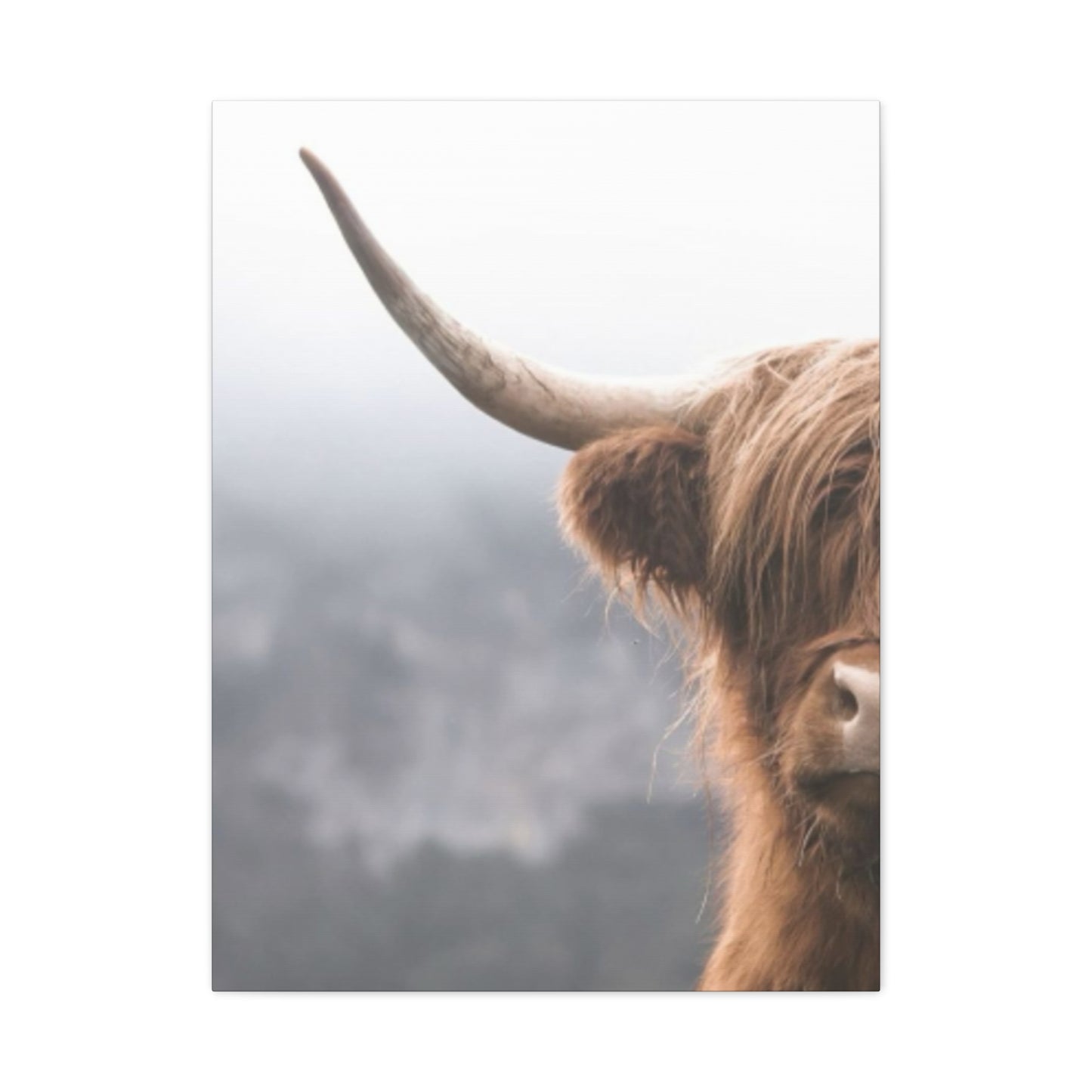 Longhorn Photos Wall Art & Canvas Prints