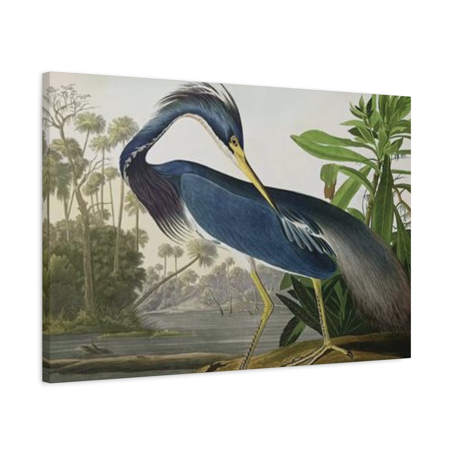 Long Feather Pelican Wall Art & Canvas Prints