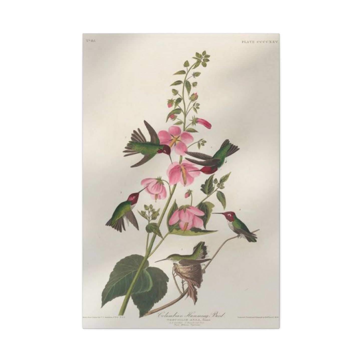 Humming Bird On Flower Painting Wall Art & Canvas Prints