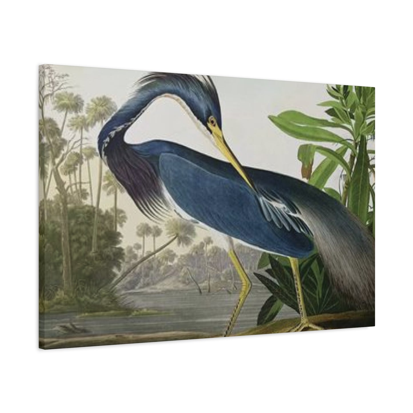 Long Feather Pelican Wall Art & Canvas Prints