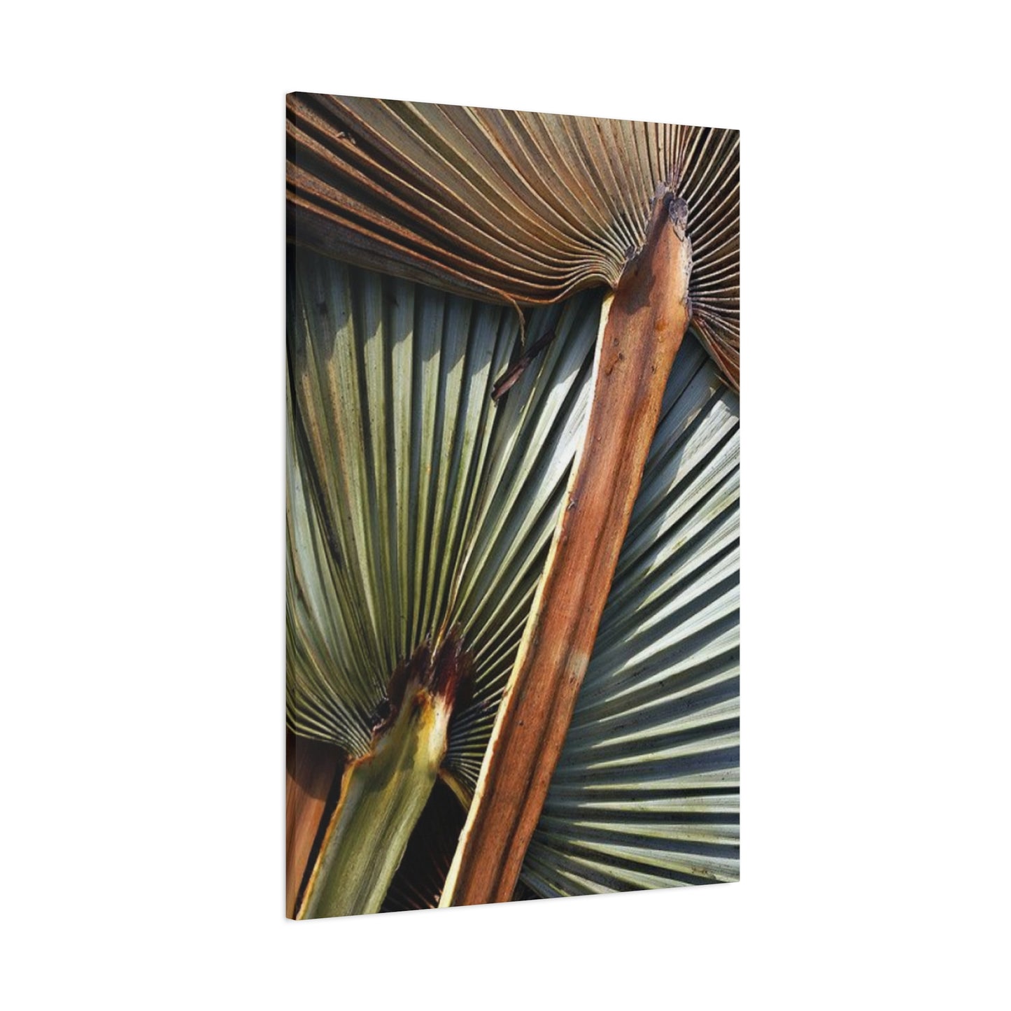 Palm Tree Leaves Close Up Wall Art & Canvas Prints