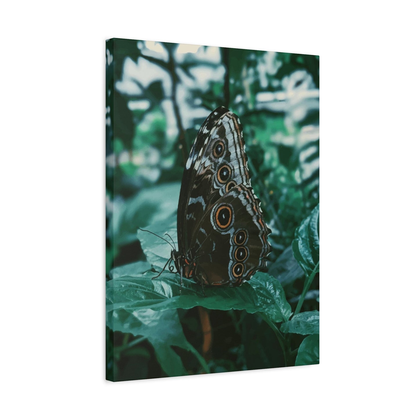 Butterfly Wall Art & Canvas Prints