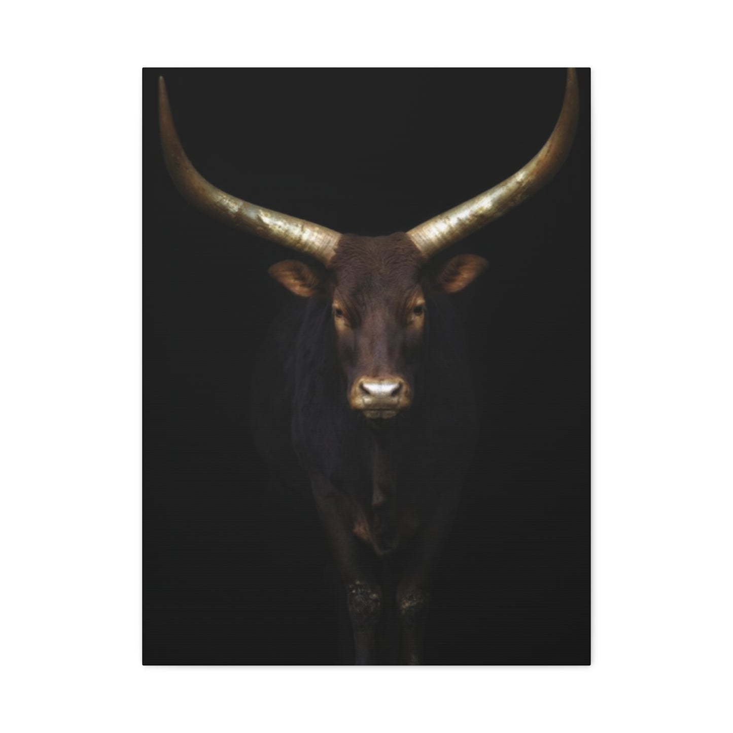 Wild Black Buffalo Longhorn Photos Wall Art & Canvas Prints