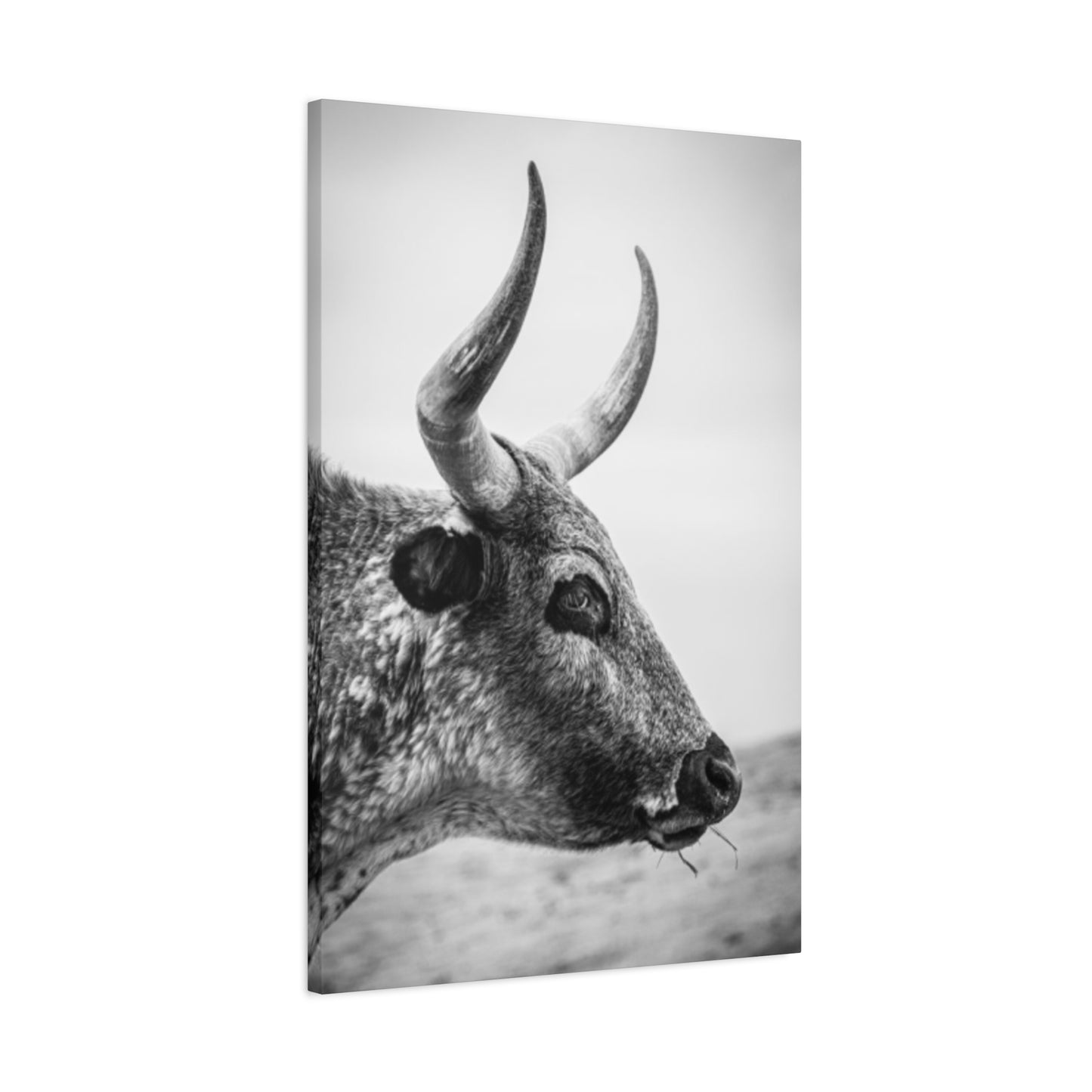 Wild Bull Curvy Longhorn Wall Art & Canvas Prints