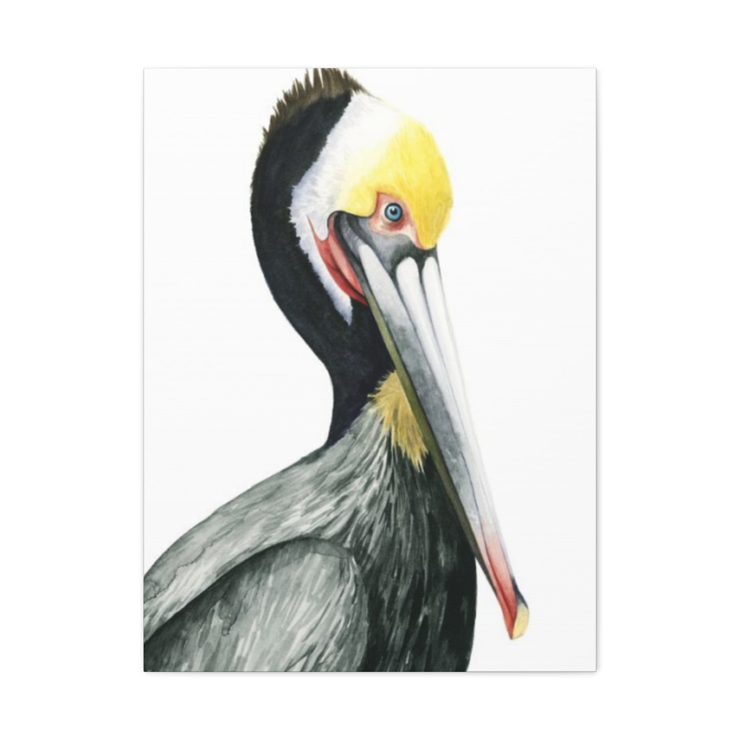 Long Beak Pelican Candid Drawing Wall Art & Canvas Prints