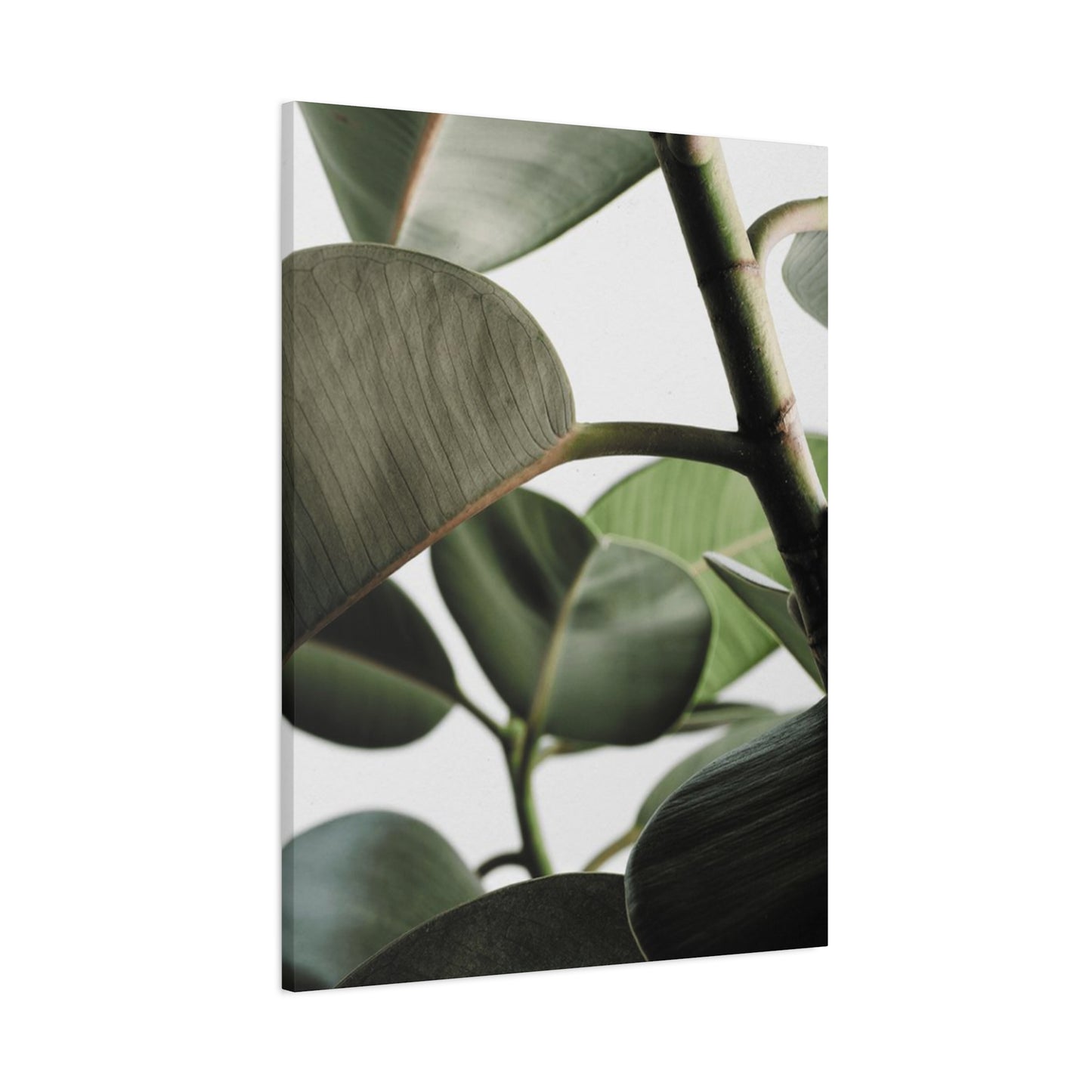 Olive Green Plant Photo Wall Art & Canvas Prints