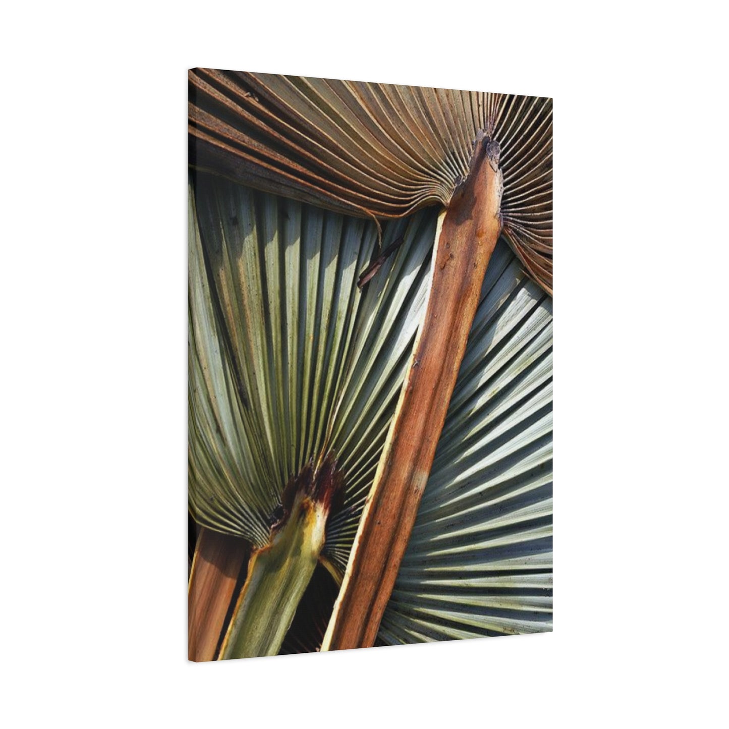 Palm Tree Leaves Close Up Wall Art & Canvas Prints