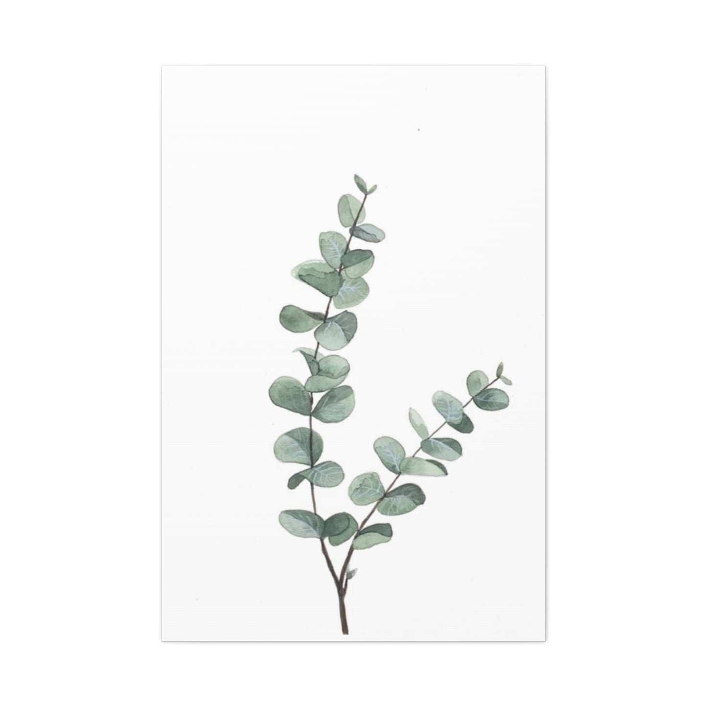 Eucalyptus Stem Wall Art & Canvas Prints