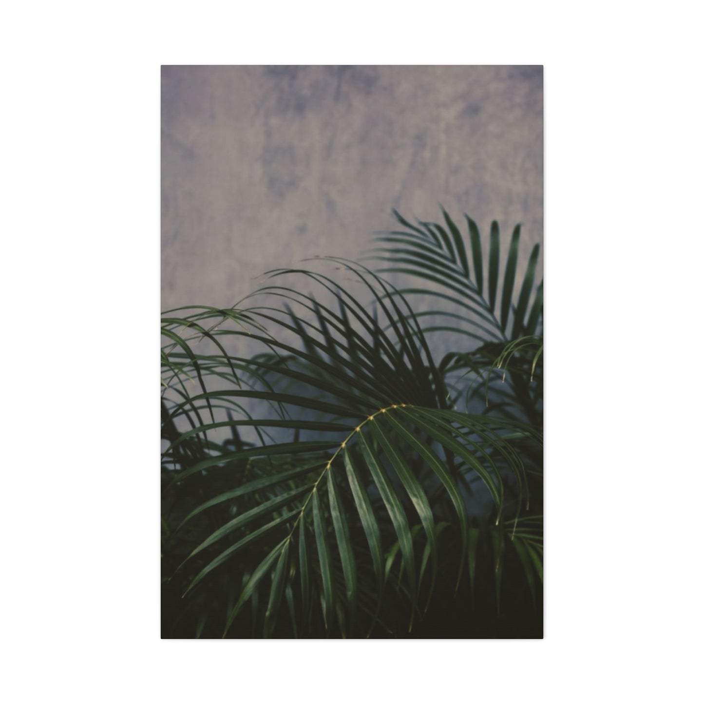 Leaves Of Palm Tree At Night Wall Art & Canvas Prints