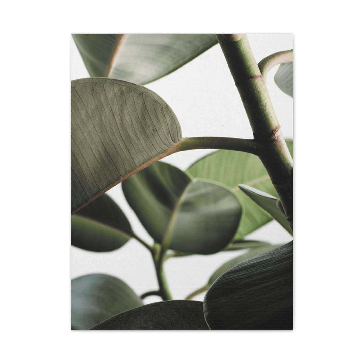 Olive Green Plant Photo Wall Art & Canvas Prints