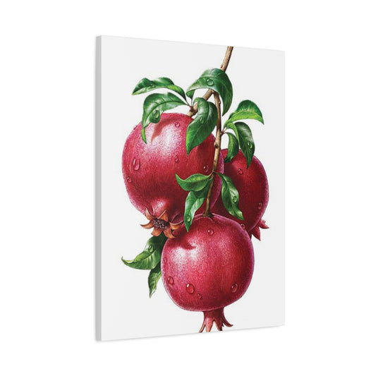 Pomegranate Wall Art & Canvas Prints