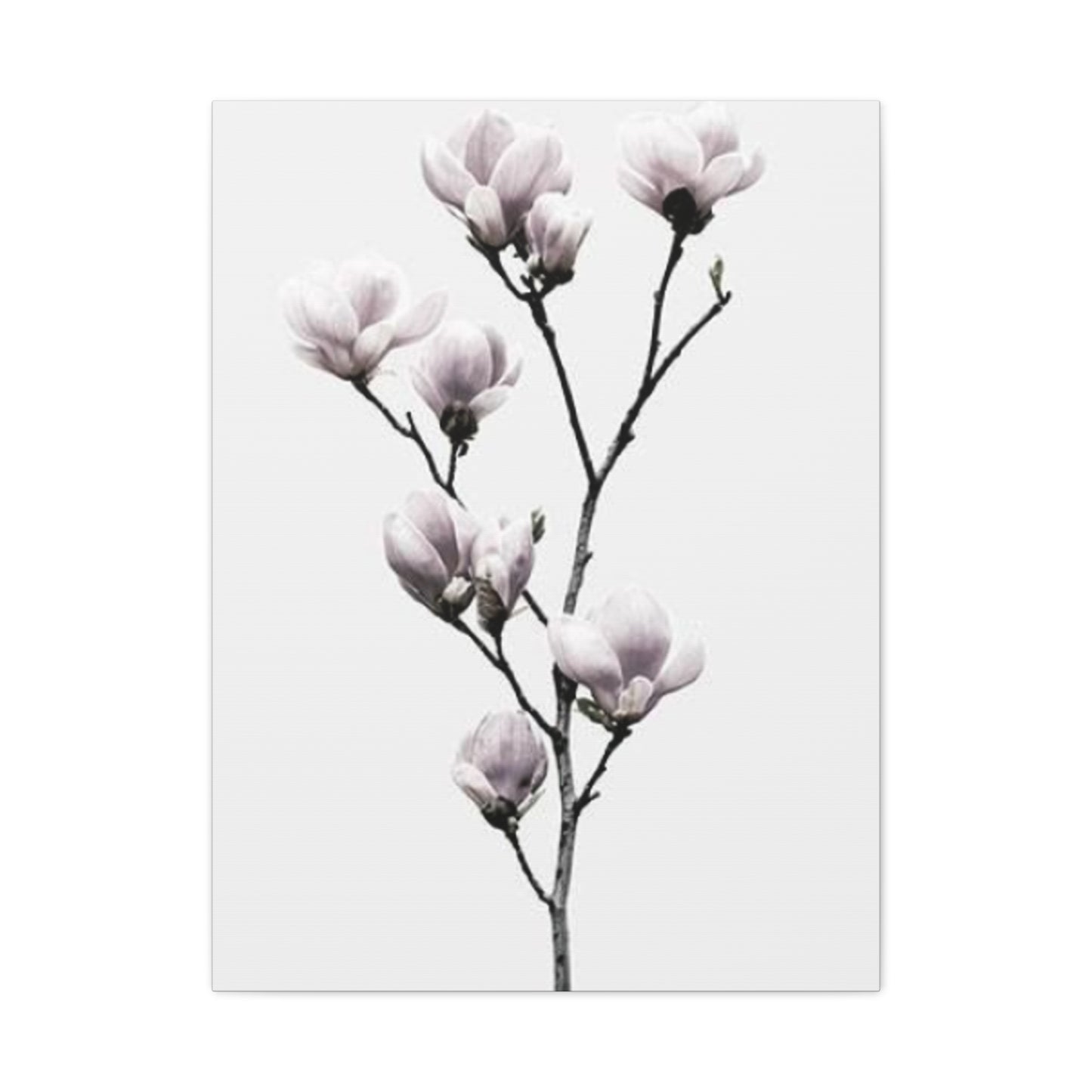 Beautiful Pink Magnolia Flower Wall Art & Canvas Prints