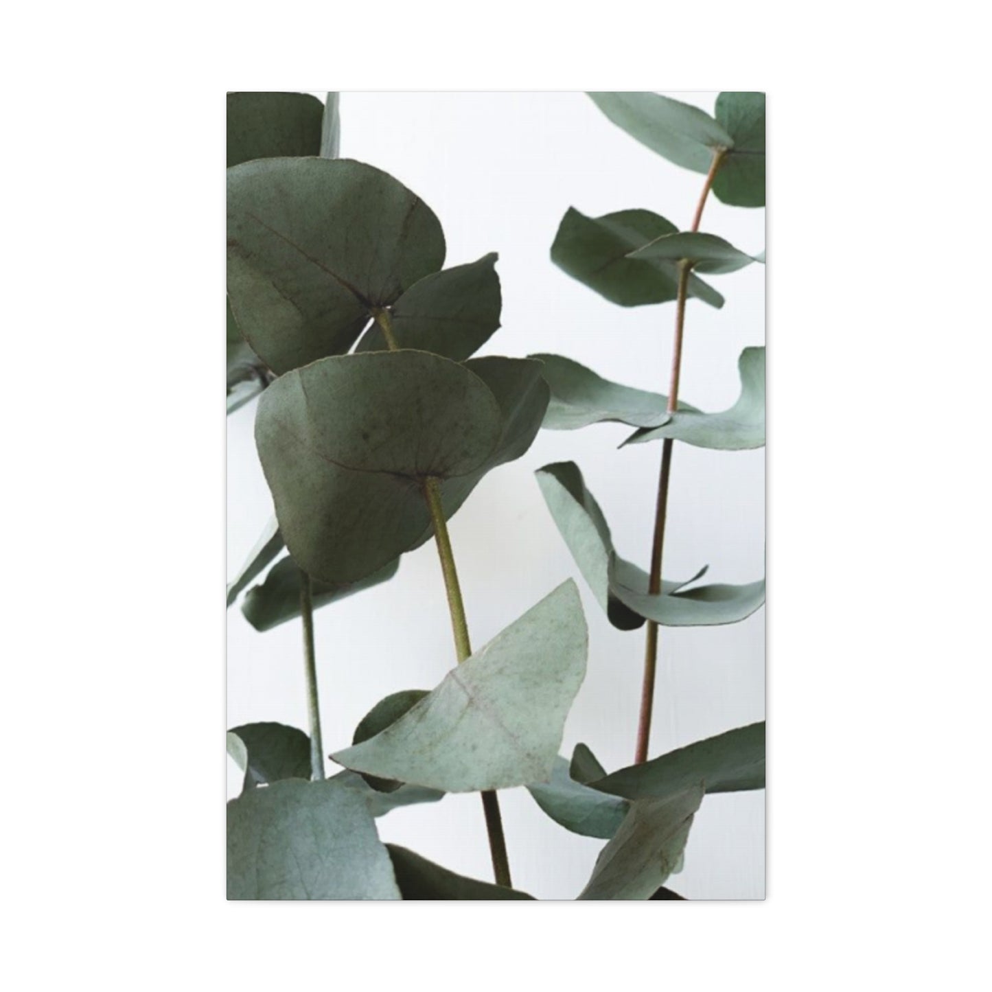 Eucalyptus Stem Wall Art & Canvas Prints