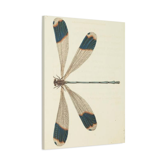 Earthy Blue Dragonfly Wall Art & Canvas Prints