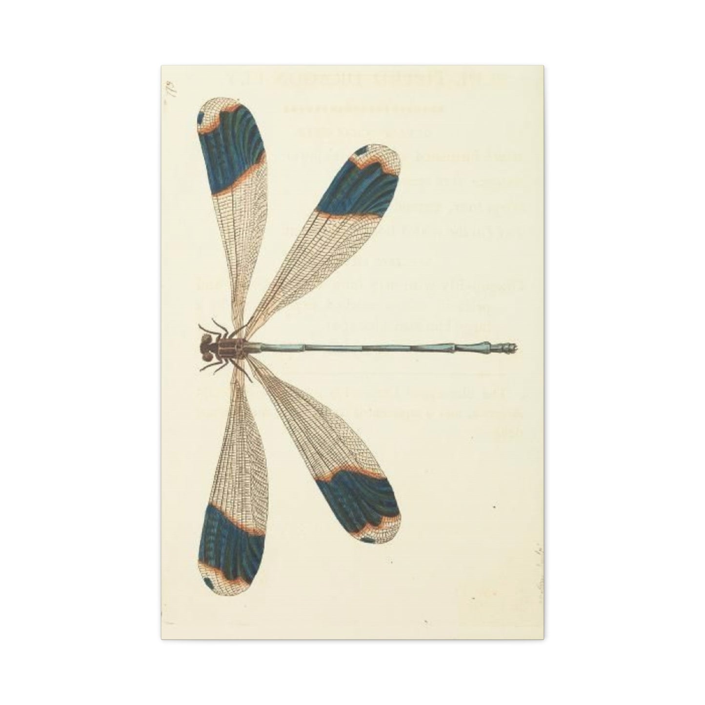 Earthy Blue Dragonfly Wall Art & Canvas Prints